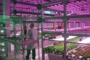 Indoor Farm Driven By IoT 47Billion