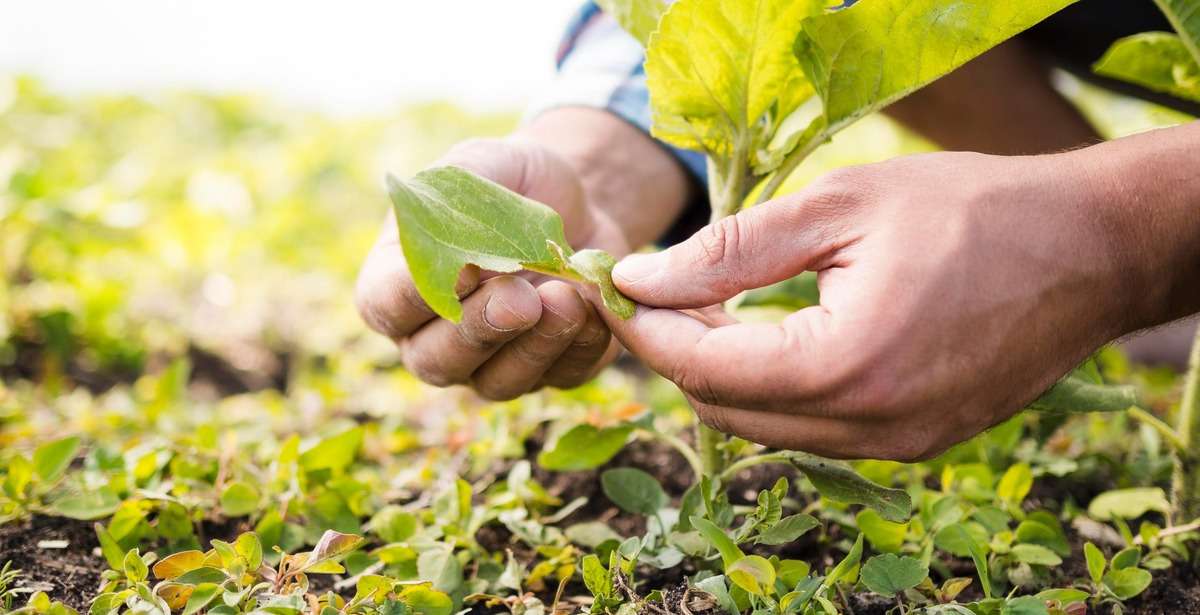 Highly sustainable & scalable tech ecosystem for farmers in India 